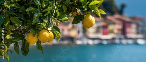 The Lemon Tree Framed by Sunlit Sea Village Horizon, Vibrant and Fresh