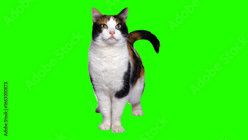 A calico cat stands against a bright green background, looking directly at the viewer.