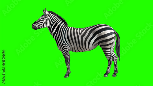 A zebra stands in profile, showcasing its distinctive black and white striped pattern against a vibrant green background.
