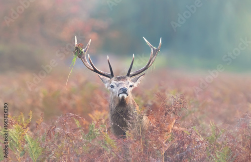 Portrait of majestic red deer stag with large antlers standing in a misty autumn forest