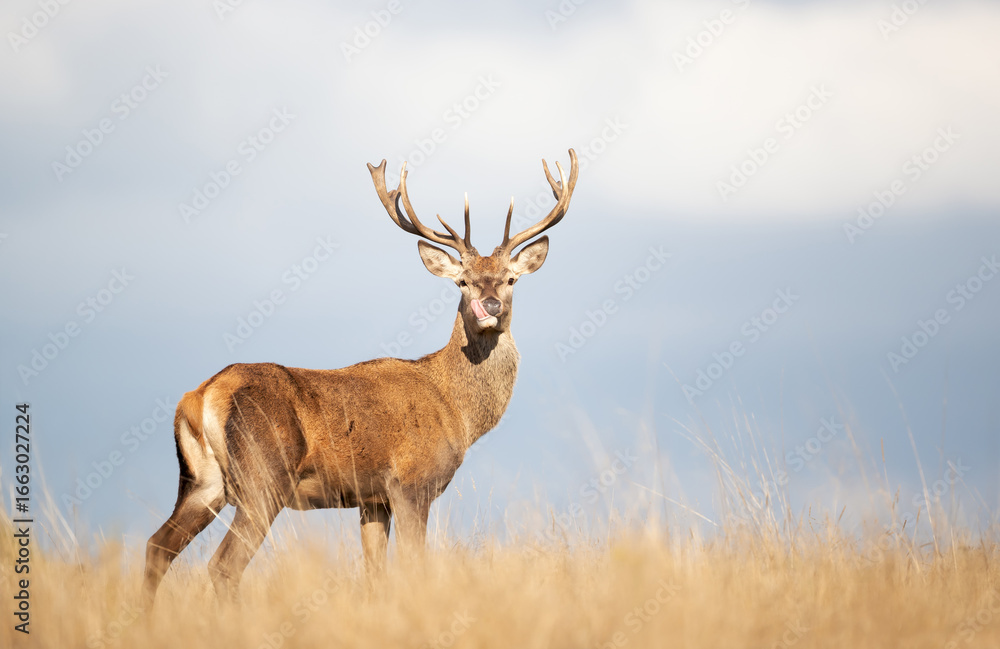 Fototapeta premium Close-up of a young red deer stag with its tongue out