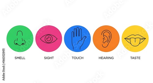 Five colorful circles illustrating the five human senses smell sight