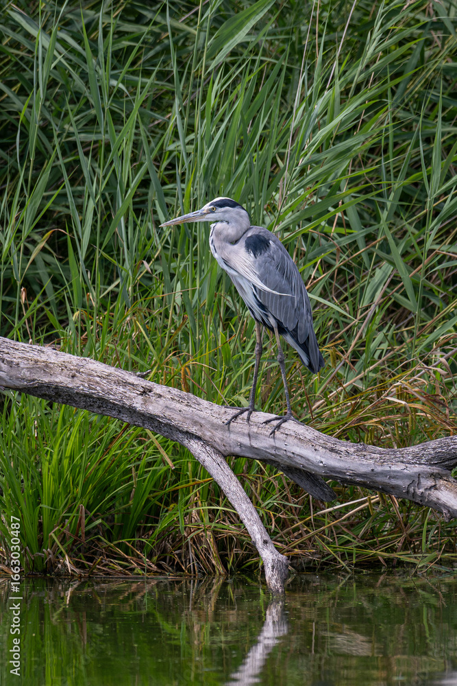 Fototapeta premium A grey heron standing on a branch above the pond surface.