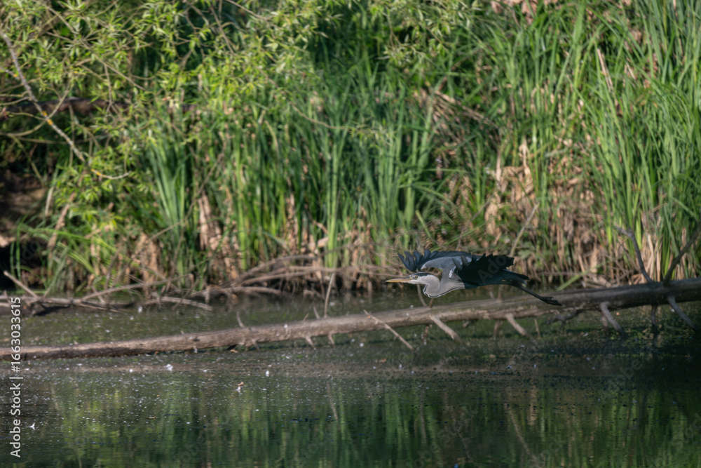 Fototapeta premium A grey heron flying above the water surface. 
