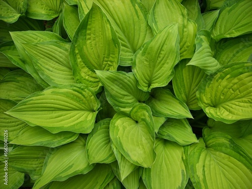 Hosta Guacamole in the garden after the rain
