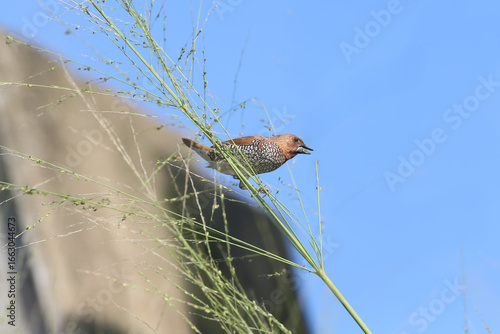 Photography An adult spotted munia (Lonchura punctulata) photographed close up on thin grass