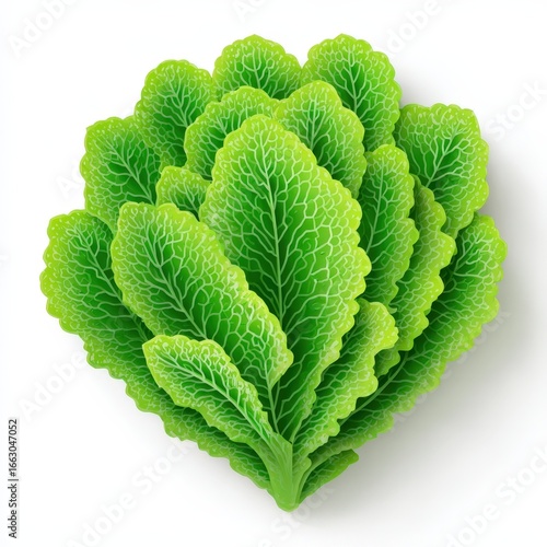 Fresh Green Lettuce Leaves Close Up Studio Shot Isolated on White Background for Healthy Food and Salad Recipes