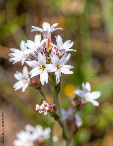 White wildflowers in natural setting