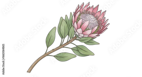 Dry Protea watercolor illustration. Hand drawn sketch of Dried P