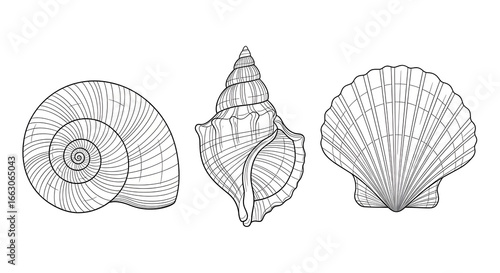 Set of Sea Shells. Vector illustration of Seashells on isolated background. Sketch of Conch and Clam in black and white colors. Drawing in outline style. Hand drawn silhouette. Line art for icon.