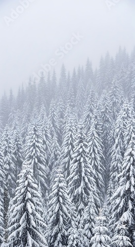 Snowy pine forest in the mist