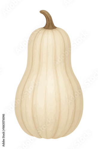 White butternut squash illustration, isolated on transparent background, unique seasonal design for autumn, harvest, food, and rustic decoration.