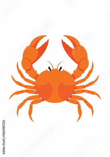 Vibrant orange crab with claws raised in a defensive or aggressive stance