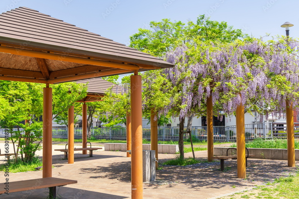 Naklejka premium 春の新湊川公園 神戸市長田区にて