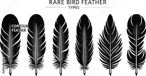 Collection of detailed black and white bird feathers illustration