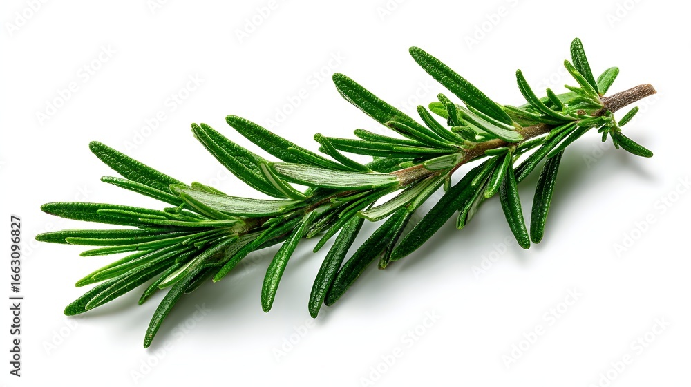 Fototapeta premium Fresh green rosemary sprig on a white background