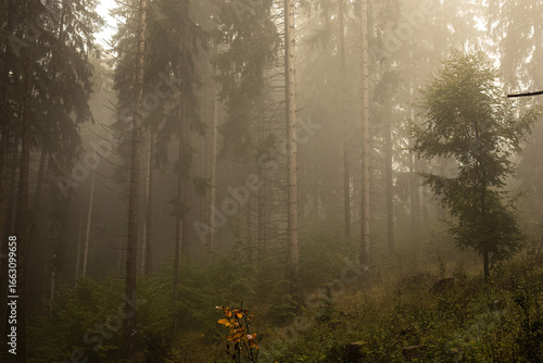 Fog in the forest. Mysterious landscape in woodland