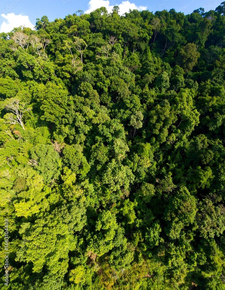Naklejka premium Lush green forest canopy (8)