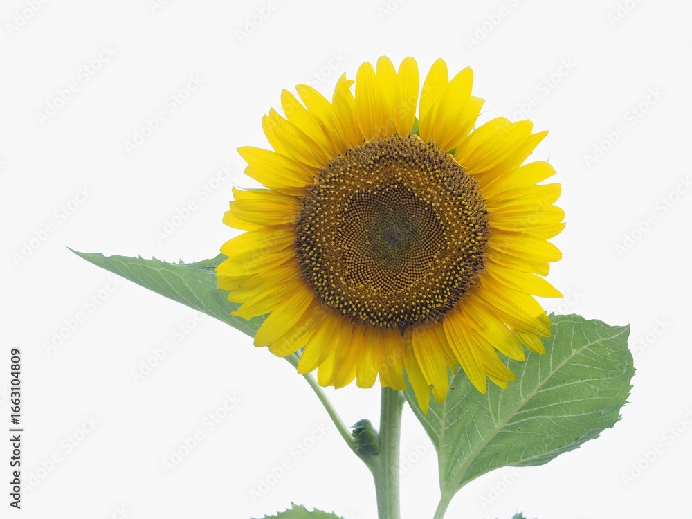 Obraz premium Tokyo, Japan - August 23, 2025: Closeup of petals of Helianthus annuus or sunflower on white background