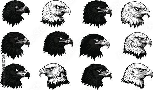 Eagle head vector collection, detailed bald eagle illustrations, fierce bird of prey artwork, hand-drawn wildlife animal head design