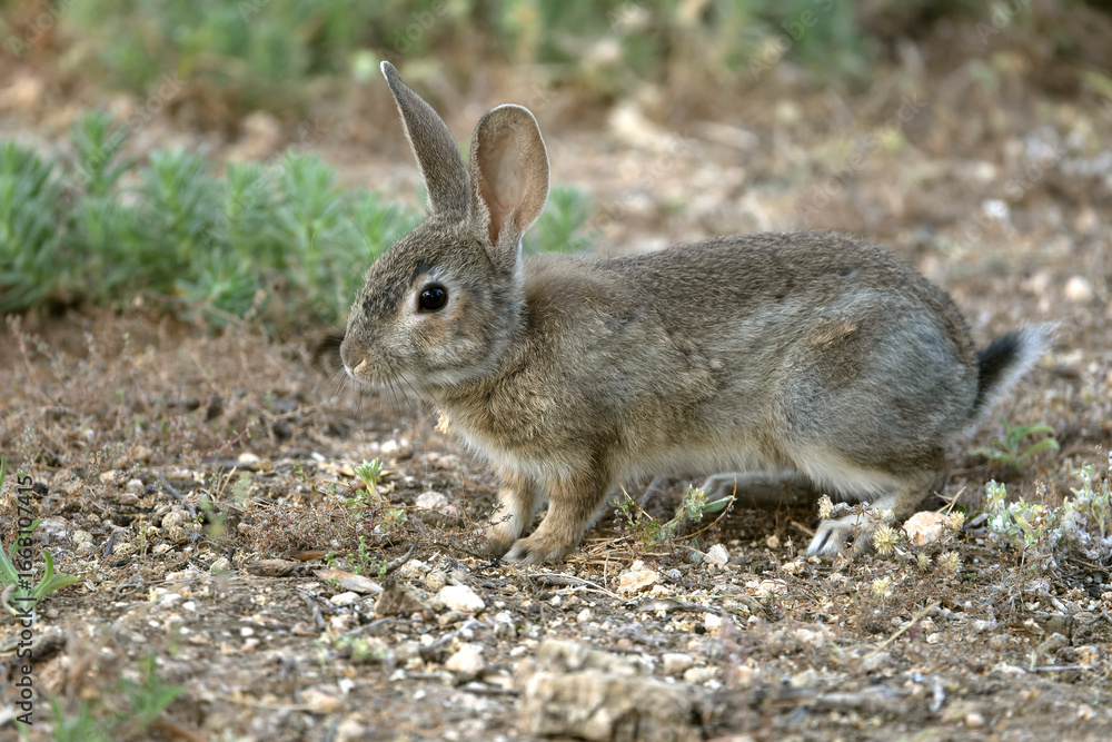 Fototapeta premium Rabbit in a Mediterranean forest of olive, oak and pine trees, at first light
