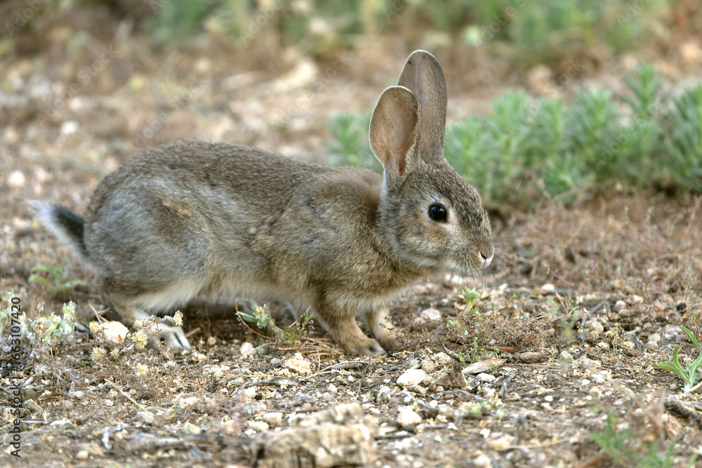 Fototapeta premium Rabbit in a Mediterranean forest of olive, oak and pine trees, at first light