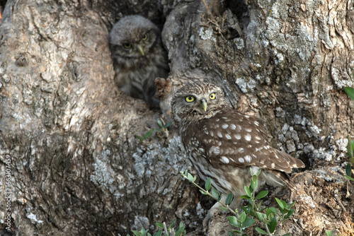 Little owl chicks in the hollow of an olive tree where the nest is located at the first light of a late spring day