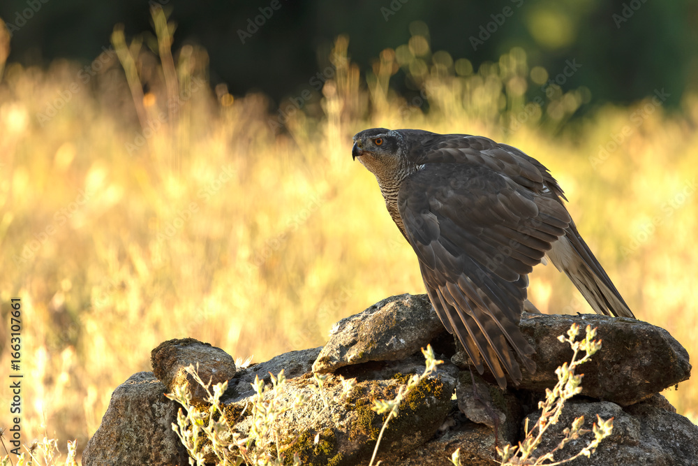 Fototapeta premium Adult female Northern goshawk on her territory in a Mediterranean oak and pine forest in the last light of the evening