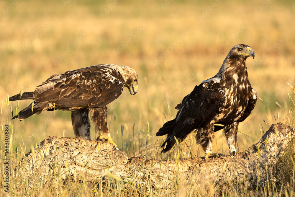 Fototapeta premium A 5-year-old male and female Spanish Imperial Eagle in their territory in a Mediterranean forest at first light on a spring day.