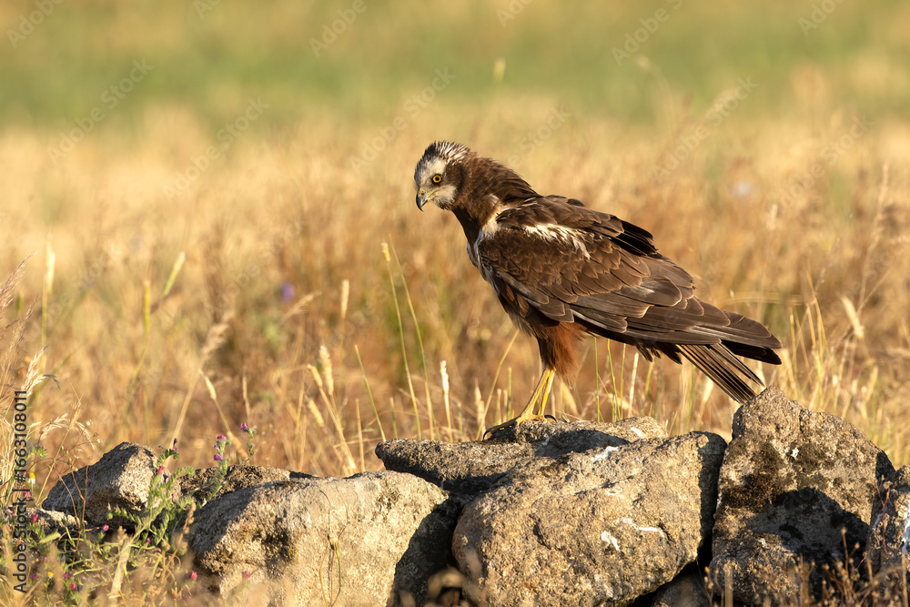 Fototapeta premium Young male Western Marsh Harrier in a Mediterranean forest at first light
