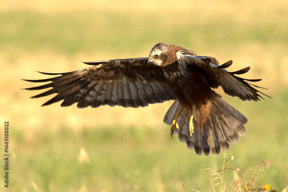 Obraz premium A young male Western Marsh Harrier flying in a wetland at first light on a late spring day.