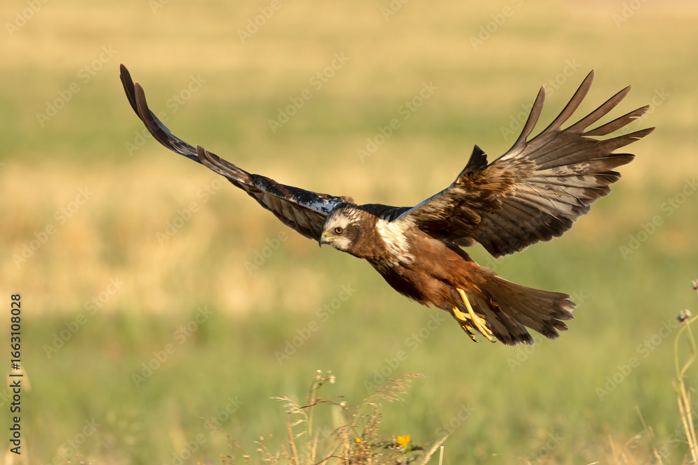 Obraz premium A young male Western Marsh Harrier flying in a wetland at first light on a late spring day.