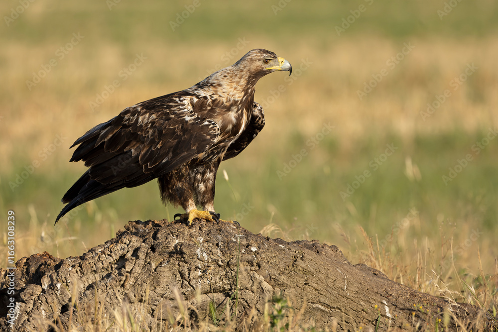 Fototapeta premium 5-year-old Spanish Imperial Eagle in its territory on a sunny day in late spring