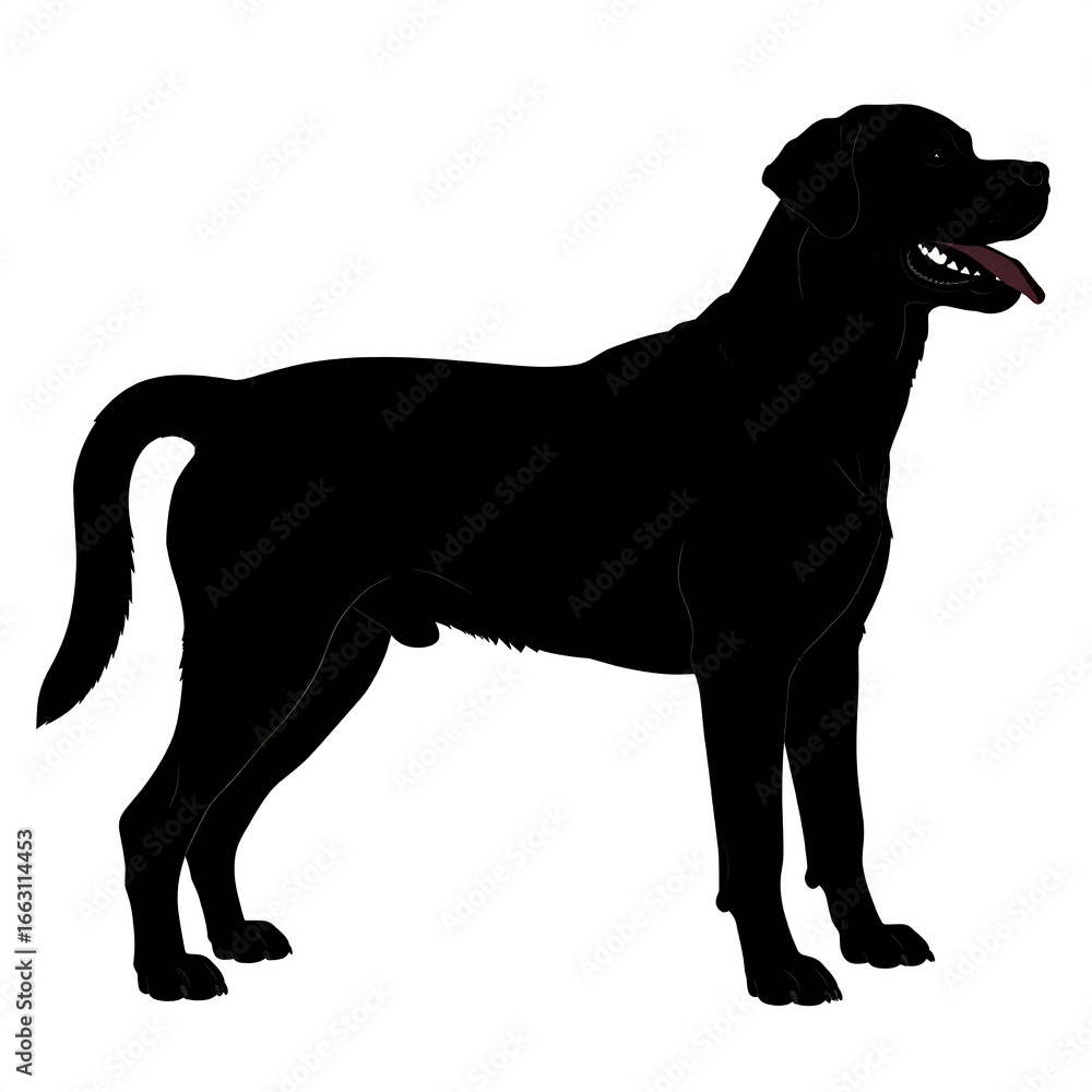 Fototapeta premium Black Labrador Silhouette