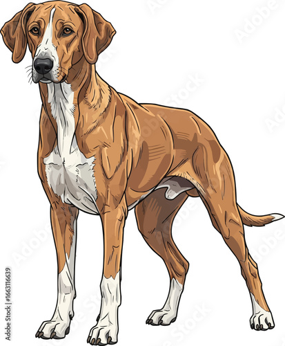 Banjara Hound dog standing in guarding stance vector illustration