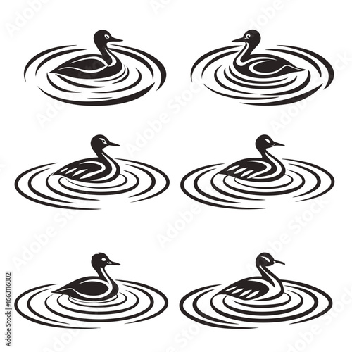 Black ducks swimming water ripples black and white
