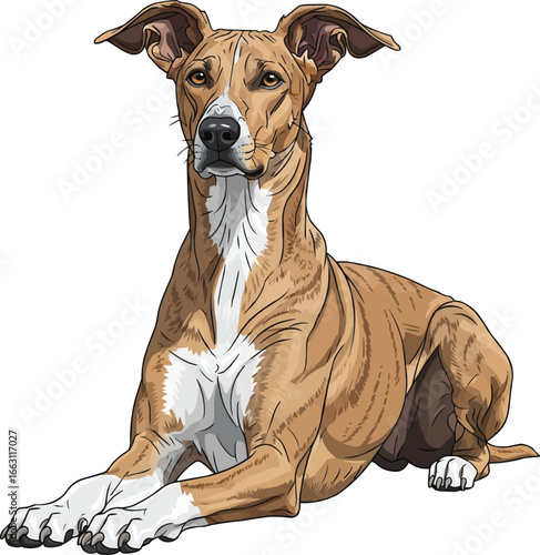 Banjara Hound dog lying down alert watchdog pose illustration