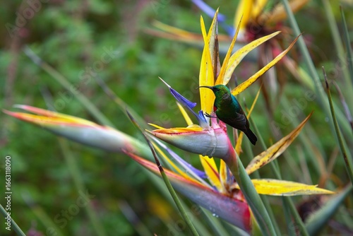 bird of paradise flower