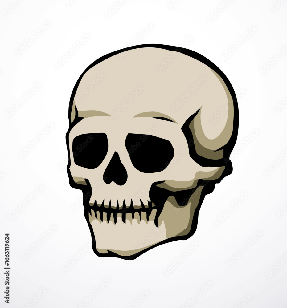 Obraz premium Vector drawing. Skull and neck bones