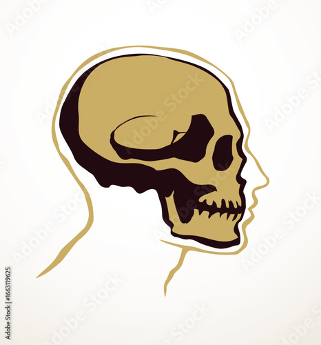 Vector drawing. Skull and neck bones