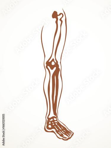 Vector drawing. Bones of the leg