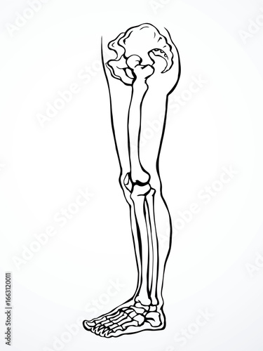 Vector drawing. Bones of the leg