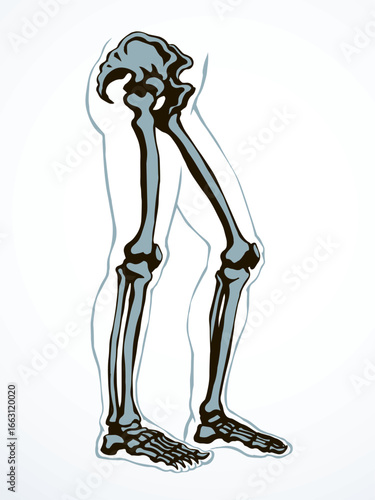 Vector drawing. Bones of the leg