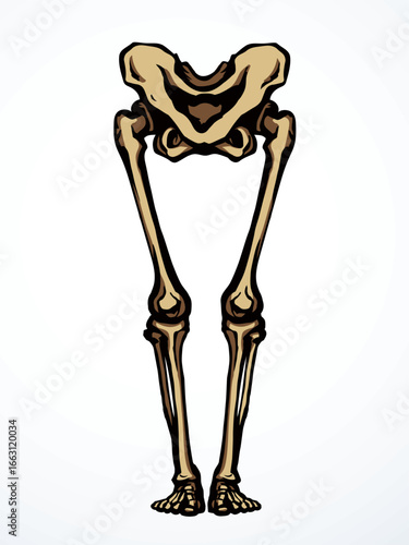 Vector drawing. Bones of the leg