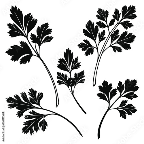 Black parsley sprigs herbs leaves