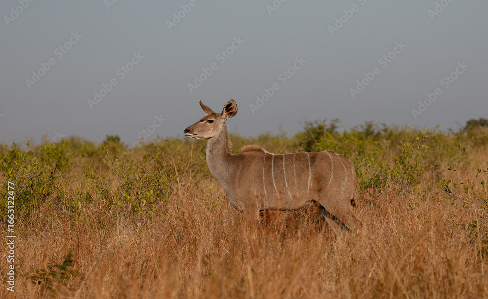 Fototapeta premium Side view of a kudu cow in long grass