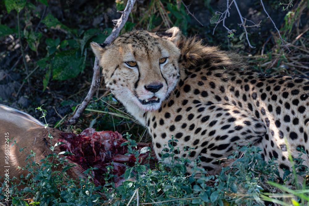 Fototapeta premium Cheetah feeding at a kill and looking at camera