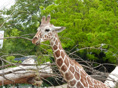 Fototapeta portret żyrafy