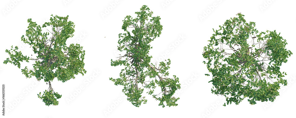 Naklejka premium Sonneratia caseolaris Tree plan top view cutout transparent background