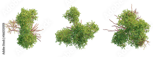 Slika na platnu Rhizophora mangle  Tree plan top view cutout transparent background